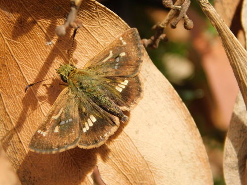 Barred Skipper
