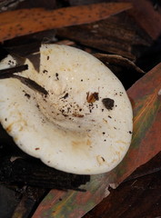 Lactifluus albopicrus