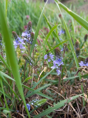 Prostrate Speedwell (Veronica prostrata)