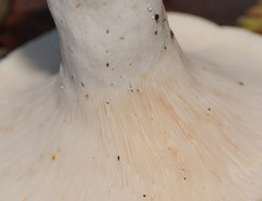 Lactifluus albopicrus