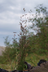 Poa versicolor