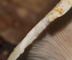 Lactifluus albopicrus