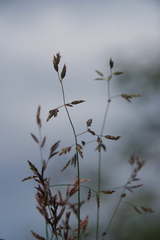 Poa versicolor