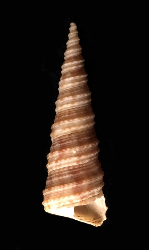 Turritella turbona