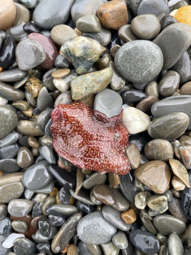 Strawberry Anemone, Cardigan Bay, Aberystwyth, Wales, GB, photo 6 of 10