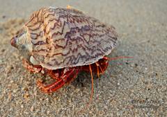 Clibanarius infraspinatus