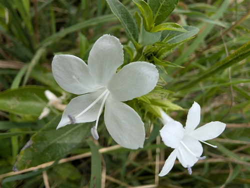 White Bushveld Bushviolet (Barleria elegans)