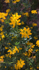 Coronilla