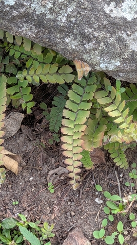 Adiantum edgeworthii