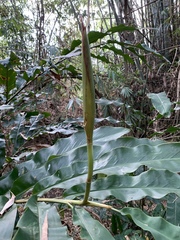 Alpinia