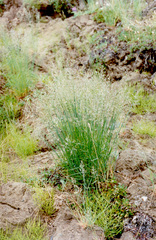 Poa versicolor