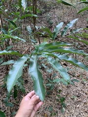 Alpinia