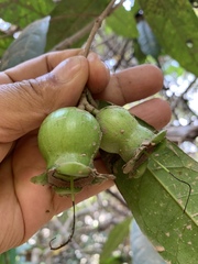 Syzygium siamense