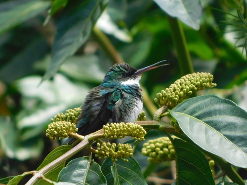 White-throated Hummingbird (Leucochloris albicollis), photo 7
