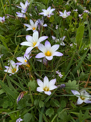 Crocus-leaved romulea (Romulea bulbocodium)