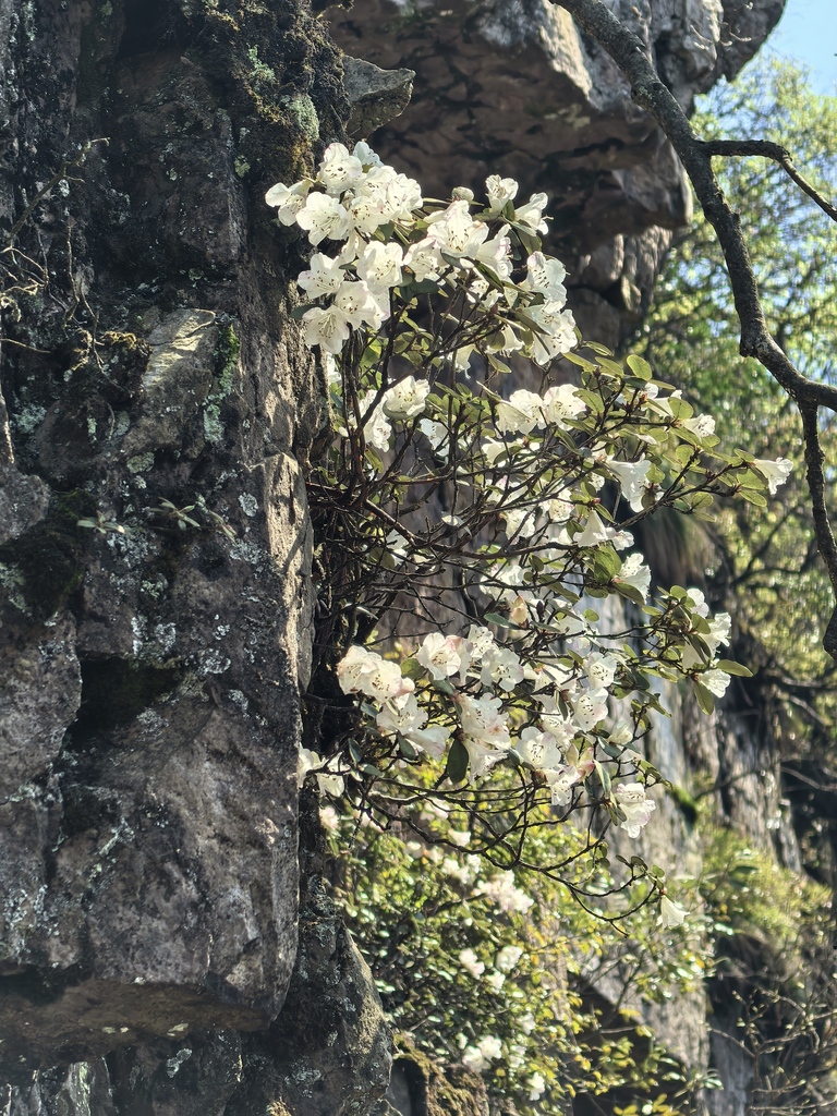 Rhododendron kuomeianum