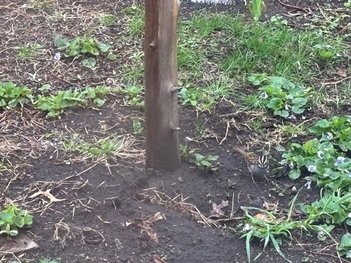 iNaturalist observation photo of White-throated Sparrow