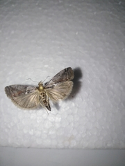 Laodamia faecella