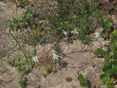 Moraea viscaria