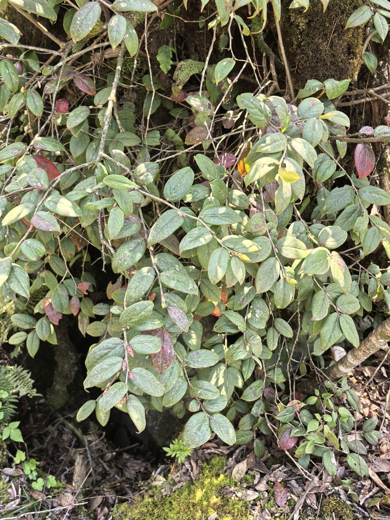 Vaccinium urceolatum