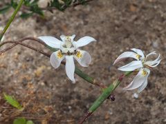 Moraea viscaria