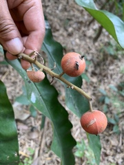 Alpinia
