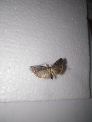 Laodamia faecella