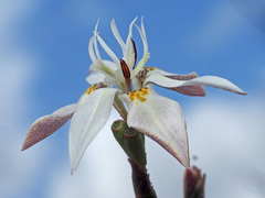 Moraea viscaria