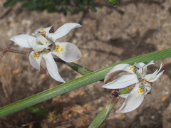 Moraea viscaria