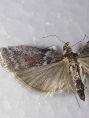 Laodamia faecella