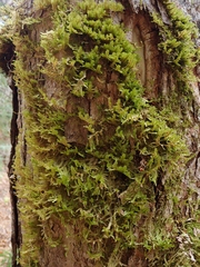 Neckera pennata image