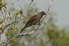 Xanthotis flaviventer