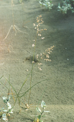 Poa sublanata