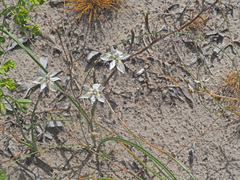 Moraea viscaria