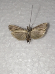 Laodamia faecella