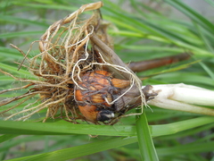 Bolboschoenus yagara