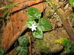 Geophila