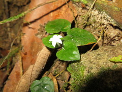 Geophila