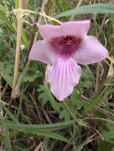 Savanna Devilthorn (Dicerocaryum senecioides)