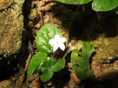 Geophila