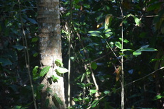 Eutropis rugifera
