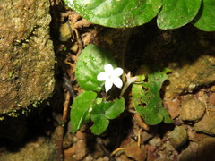 Geophila