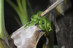 Trimeresurus insularis
