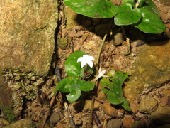 Geophila