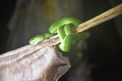 Trimeresurus insularis