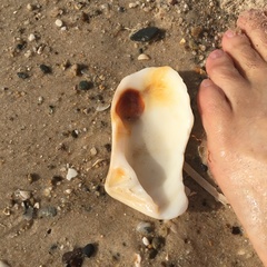 Eucrassatella donacina