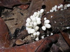 Marasmiellus volvatus