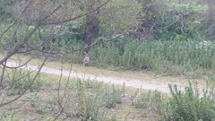 Oryctolagus cuniculus