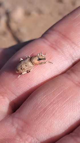 Pycnodactylopsis tomentosa