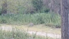 Oryctolagus cuniculus